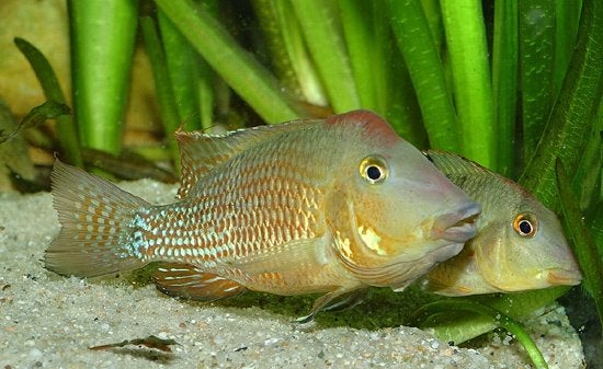 Zuid Amerikaanse Cichliden: Geophagus steindachneri, Dieren en Toebehoren, Vissen | Aquariumvissen, Zoetwatervis, Vis