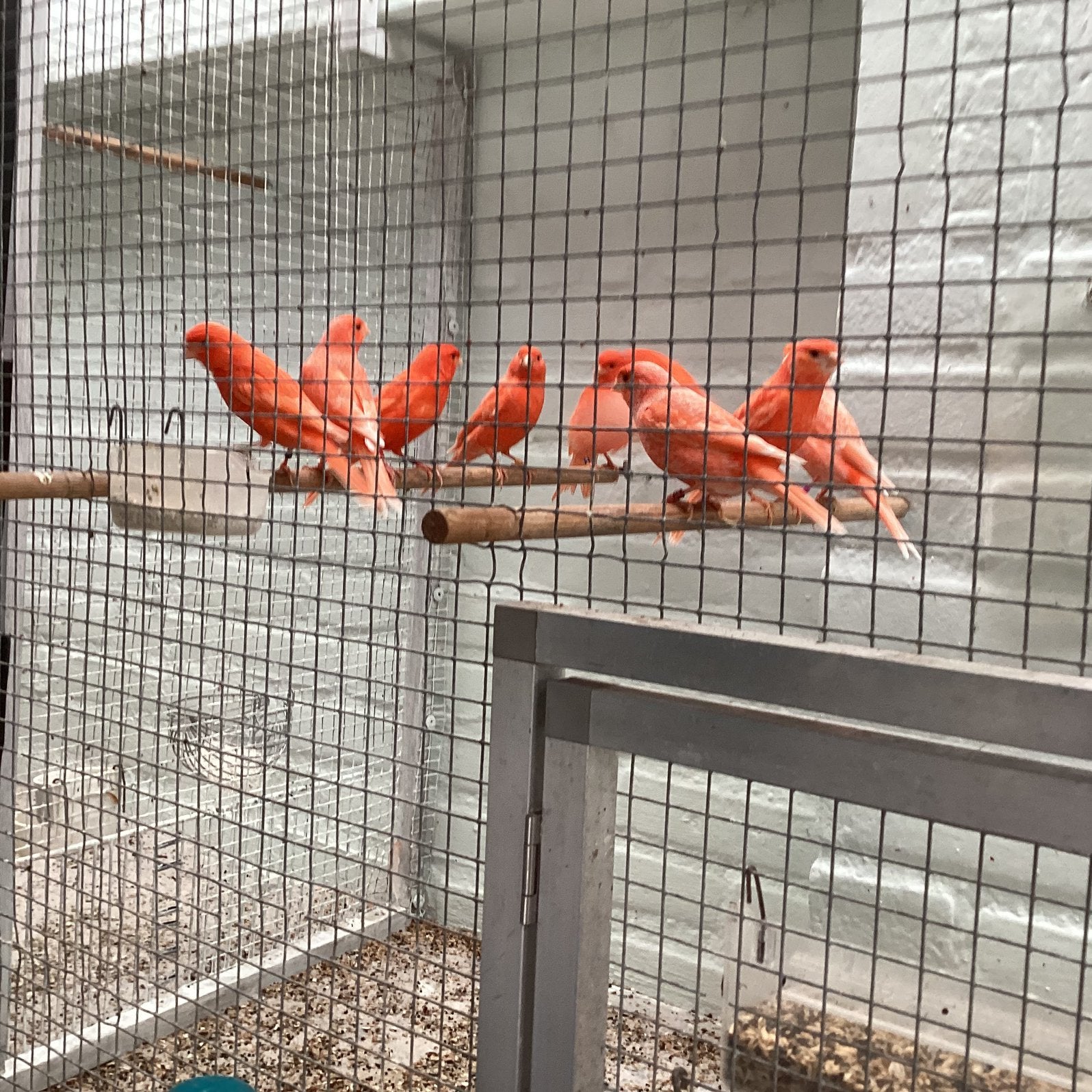 Te koop rood vetstof kanaries 30 stuks  €30 per stuk, Meerdere dieren, Kleurkanarie