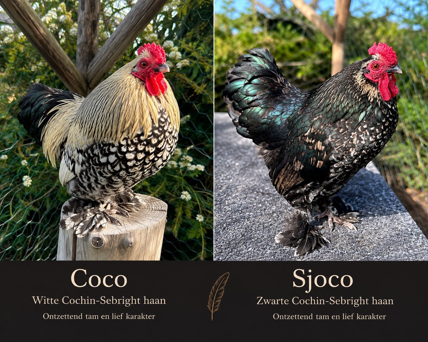 Coco en Sjoco️ 2 prachtige, lieve hanen., Mannelijk, Kip