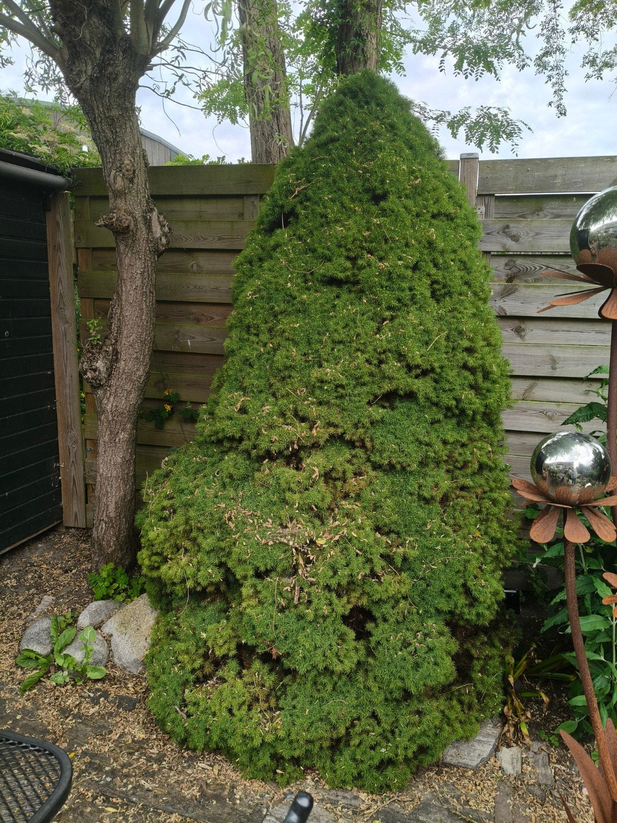 Diverse struiken gratis af te halen, Tuin en Terras, Planten | Struiken en Hagen, Ophalen, Conifeer, Struik, 100 tot 250 cm