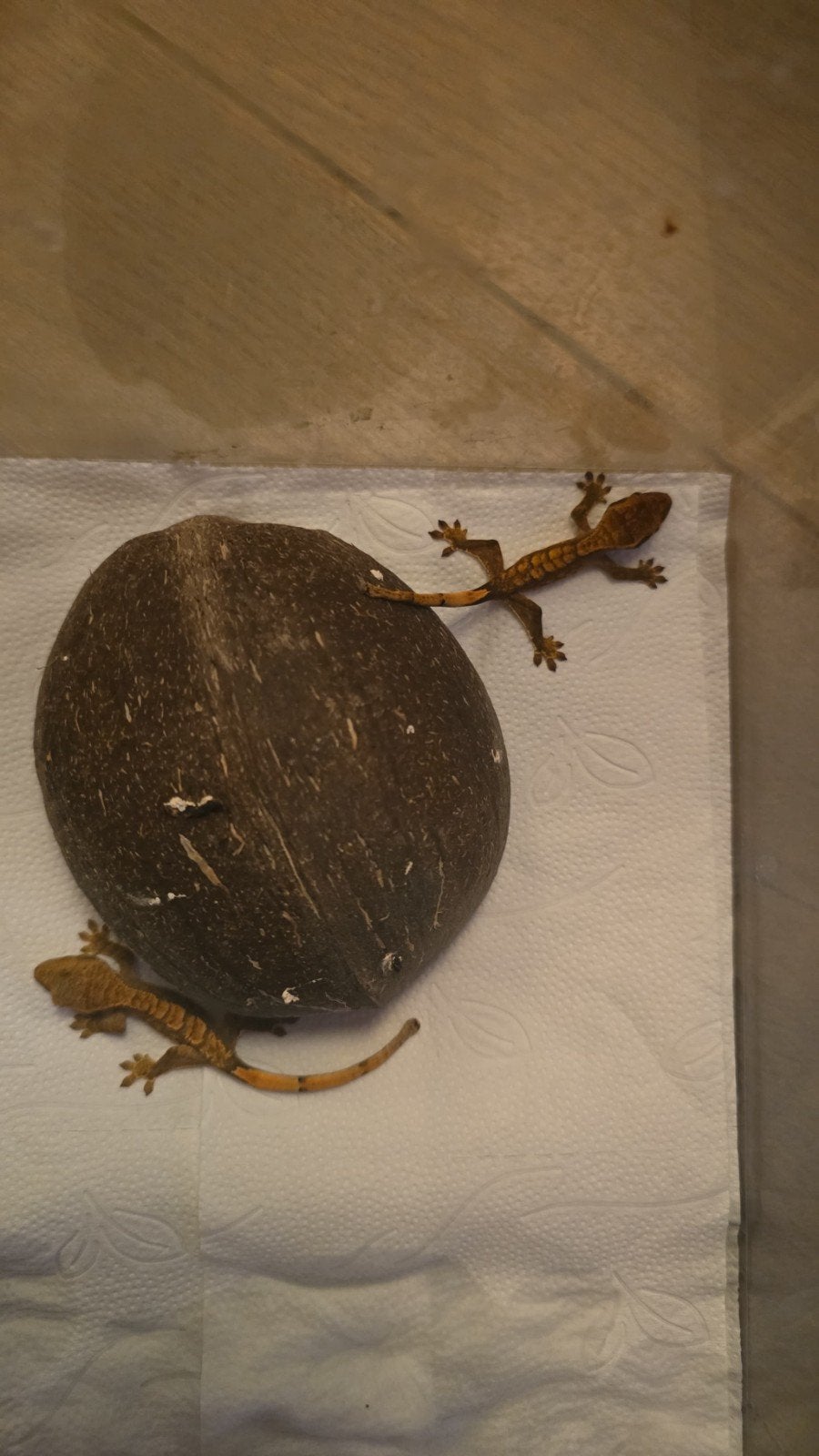 Baby gekko's, Dieren en Toebehoren, Reptielen en Amfibieën, Hagedis, 0 tot 2 jaar