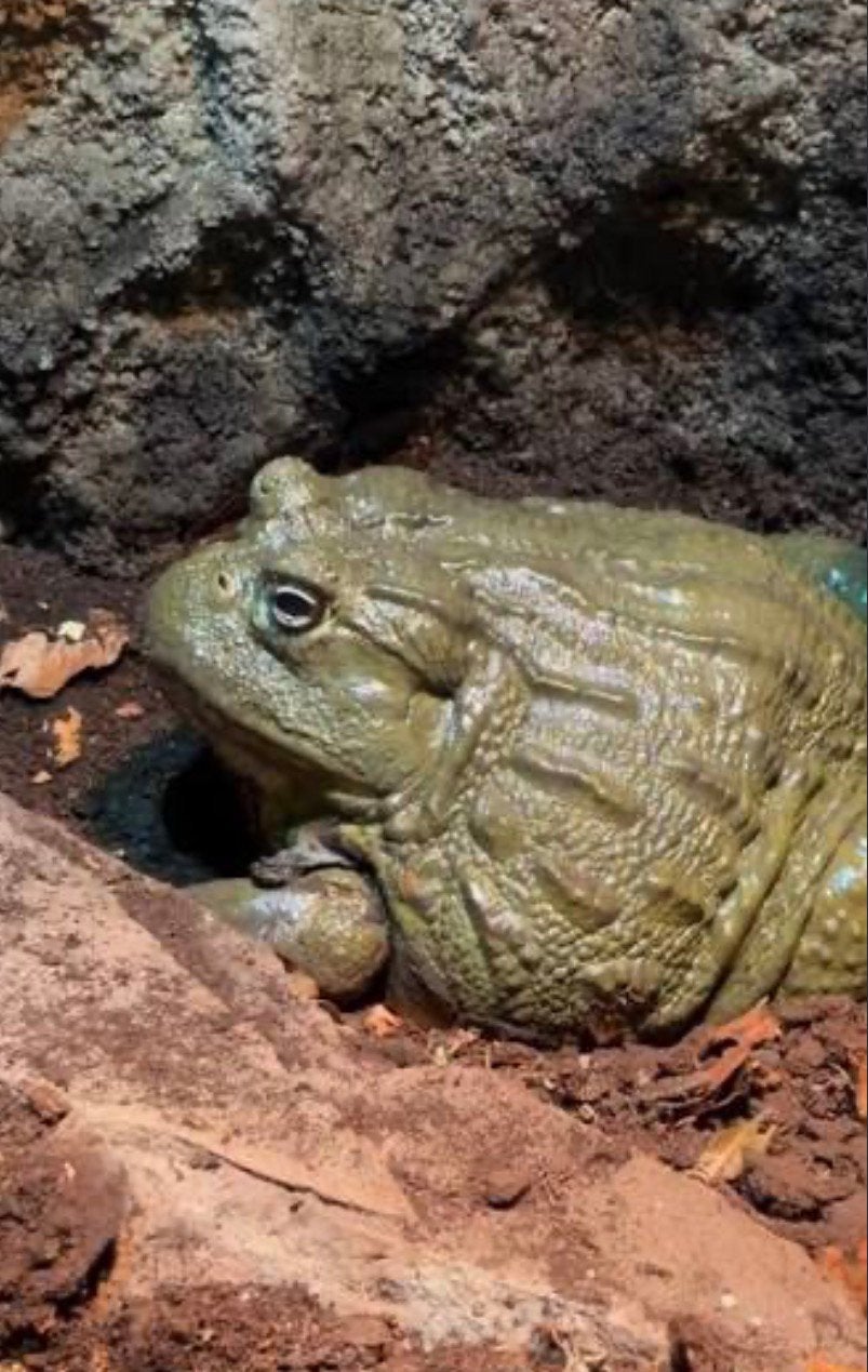 Afrikaanse stierkikker(african bull frog)