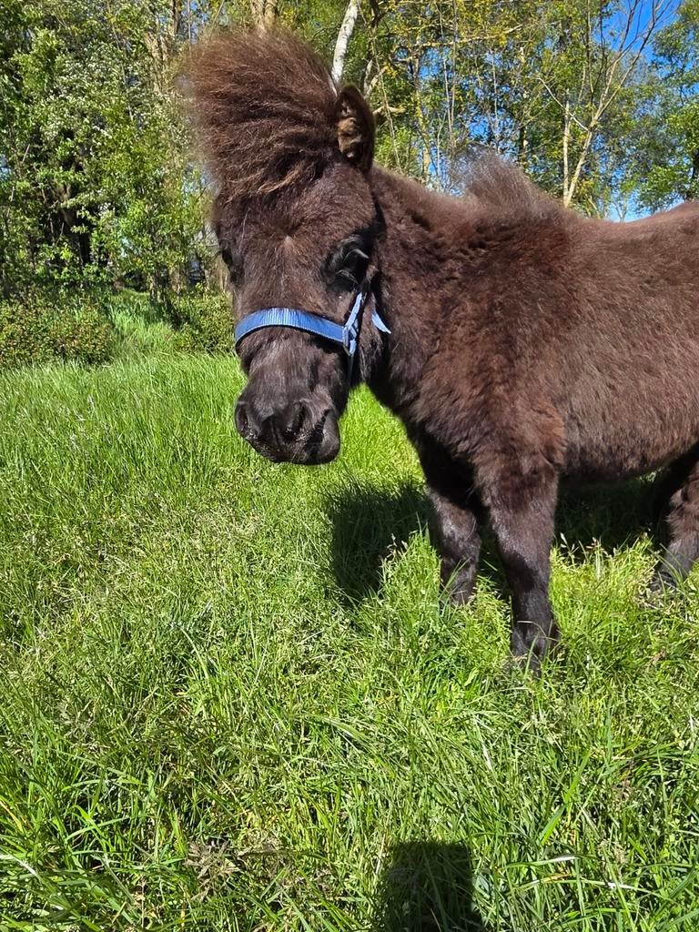 Shetlander hengst jaarling, Dieren en Toebehoren, Paarden en Pony's | Dekhengsten en Fokmerries, Hengst