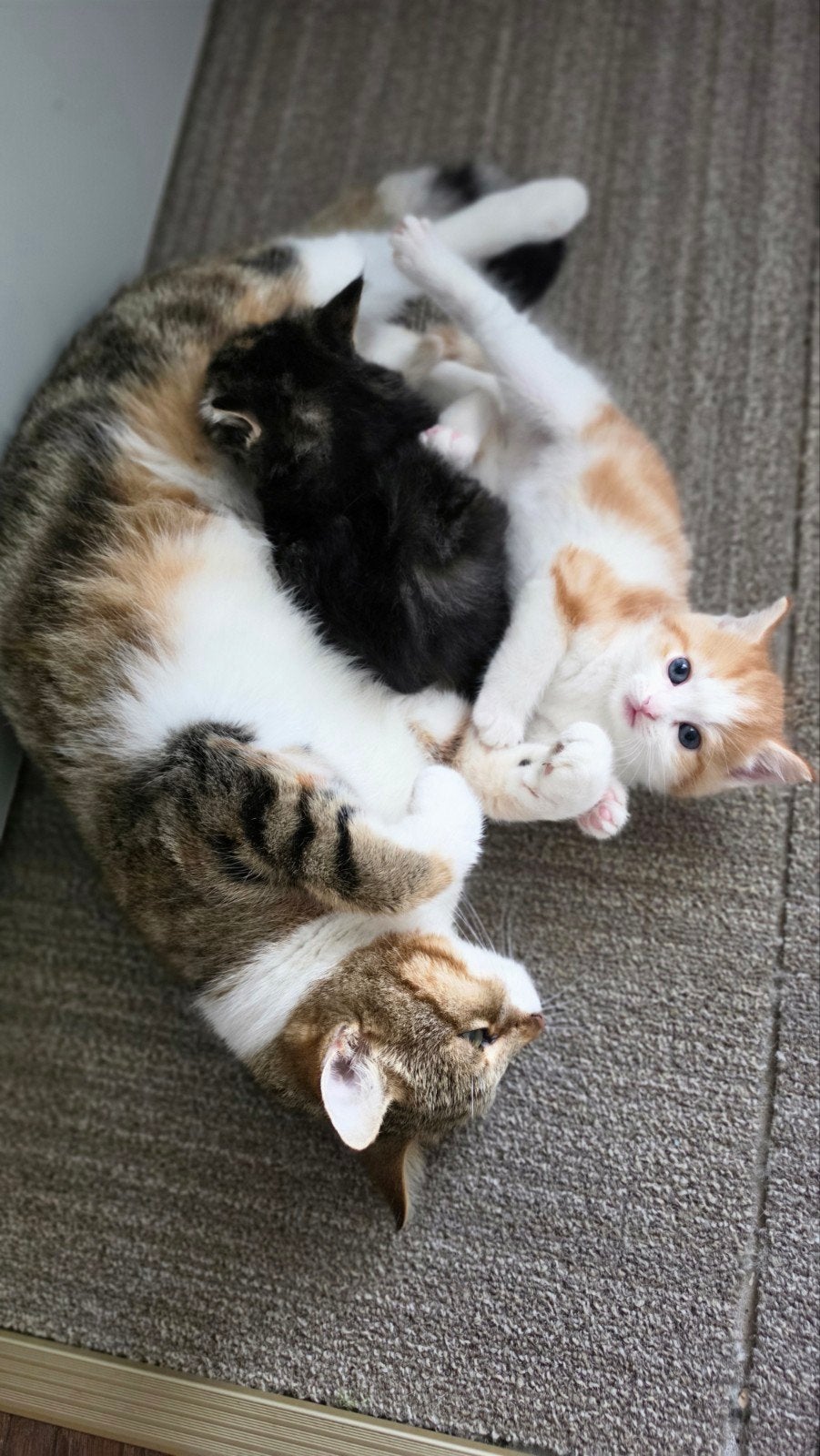 een poesje en een kater, Dieren en Toebehoren, Meerdere dieren