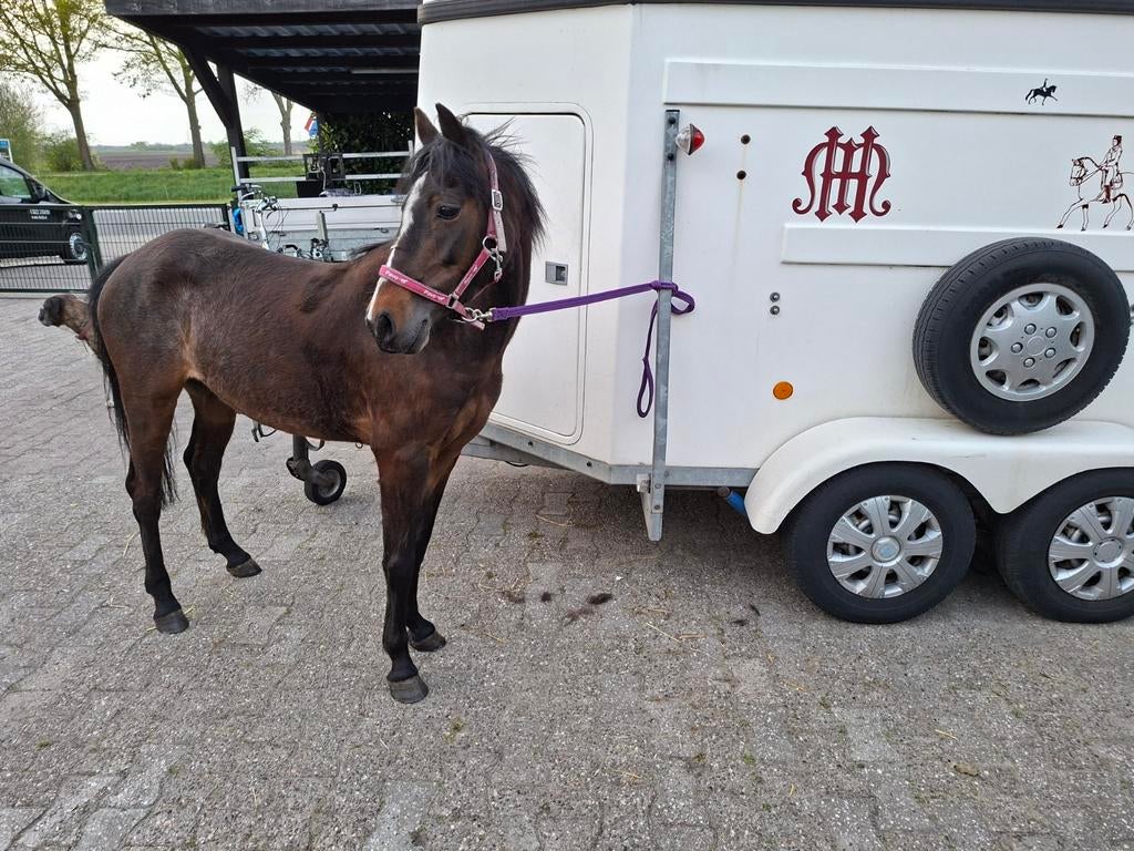 2 pony's aangeboden., Dieren en Toebehoren, Merrie, Zadelmak, 3 tot 6 jaar