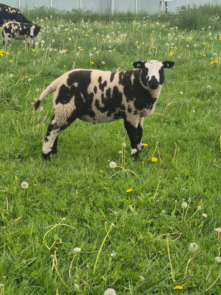 Mooie bonte dekrammen, Mannelijk, Schaap, 0 tot 2 jaar