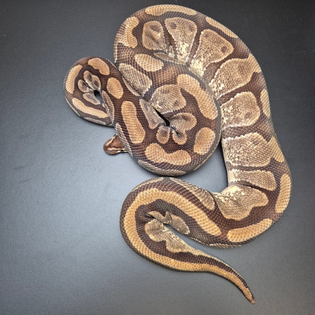 enchi specter pb. regius Ball Python - unknown for sale from Roundhog serpents