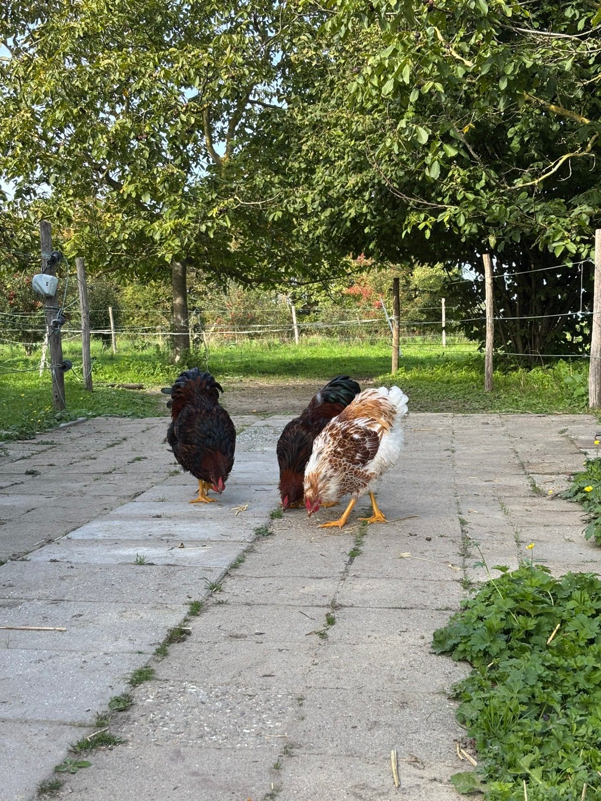 4 Wyandotte groothoen hanen en 1 Zweedse bloemenkip haan, Dieren en Toebehoren, Meerdere dieren, Kip