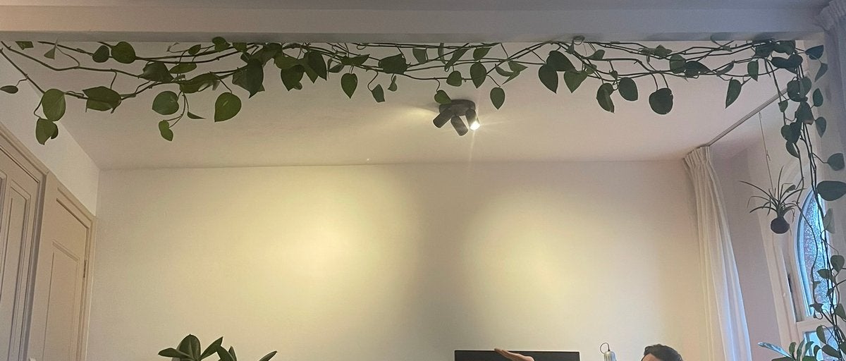 Extreem lange epipremnum, Groene kamerplant, Ophalen, Halfschaduw, 200 cm of meer