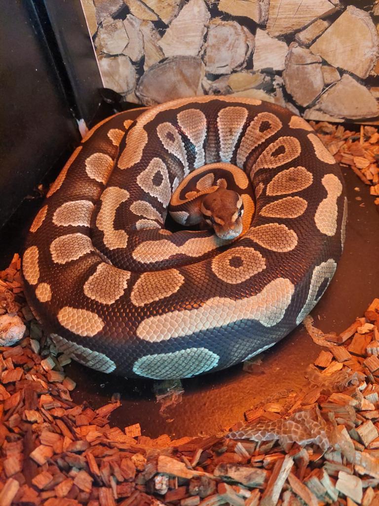Python regius/koningspython Ball Python - female for sale from Dennis