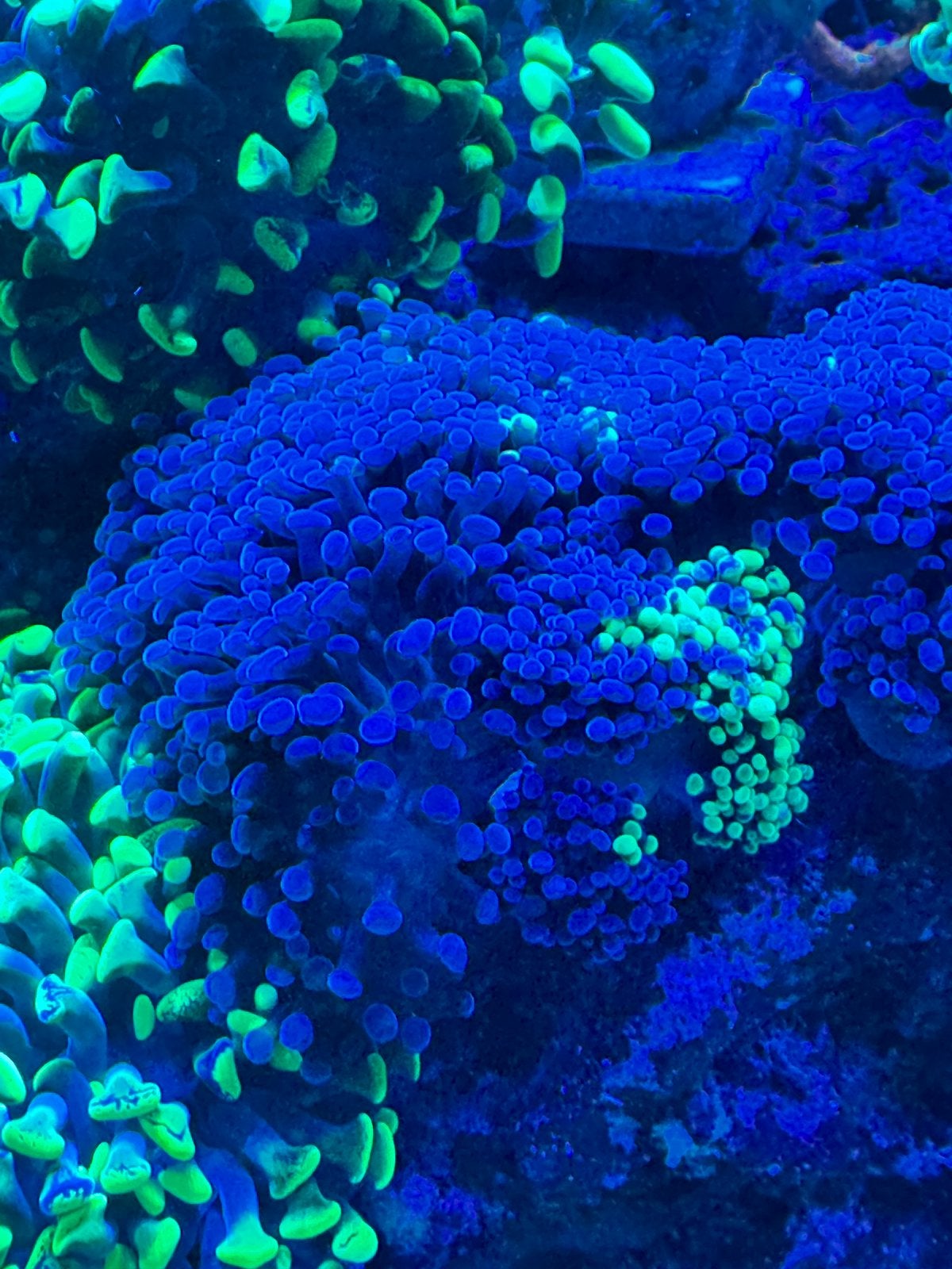 Blue/green hammer koraal zeeaquarium, Dieren en Toebehoren, Vissen | Aquariumvissen, Overige typen