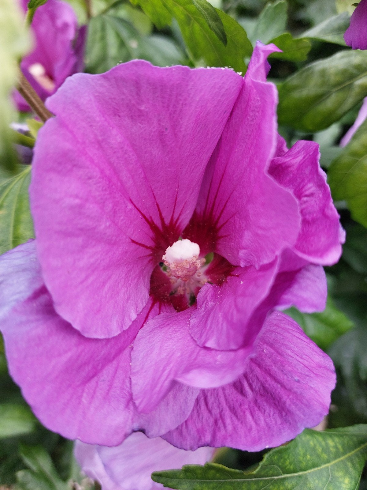jonge stekjes van de Hibiscus (moederplant foto) Winterhard., Ophalen, Volle zon