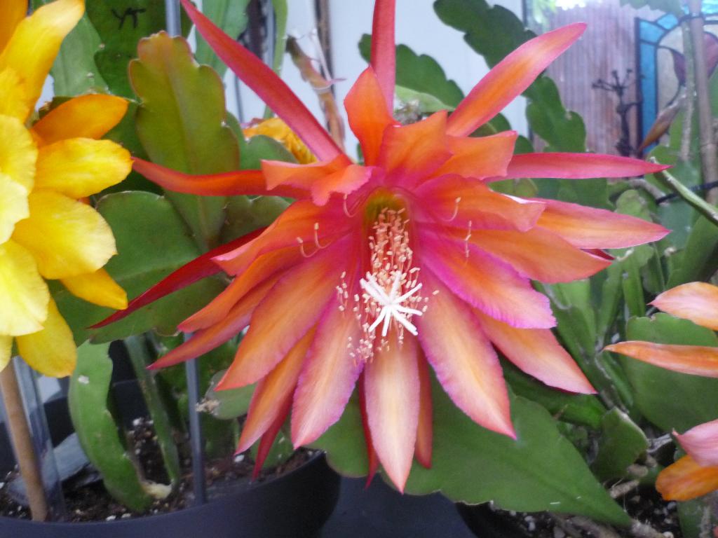 cactus - Epiphyllum CORAL DANCE, Huis en Inrichting, Ophalen of Verzenden, Cactus, Volle zon, Minder dan 100 cm