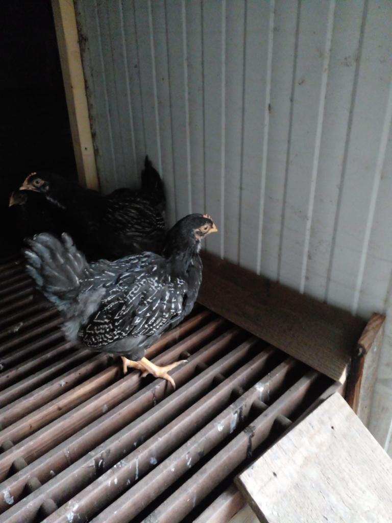 Barnevelder zilver dubbel gezoomd, Dieren en Toebehoren, Mannelijk, Kip