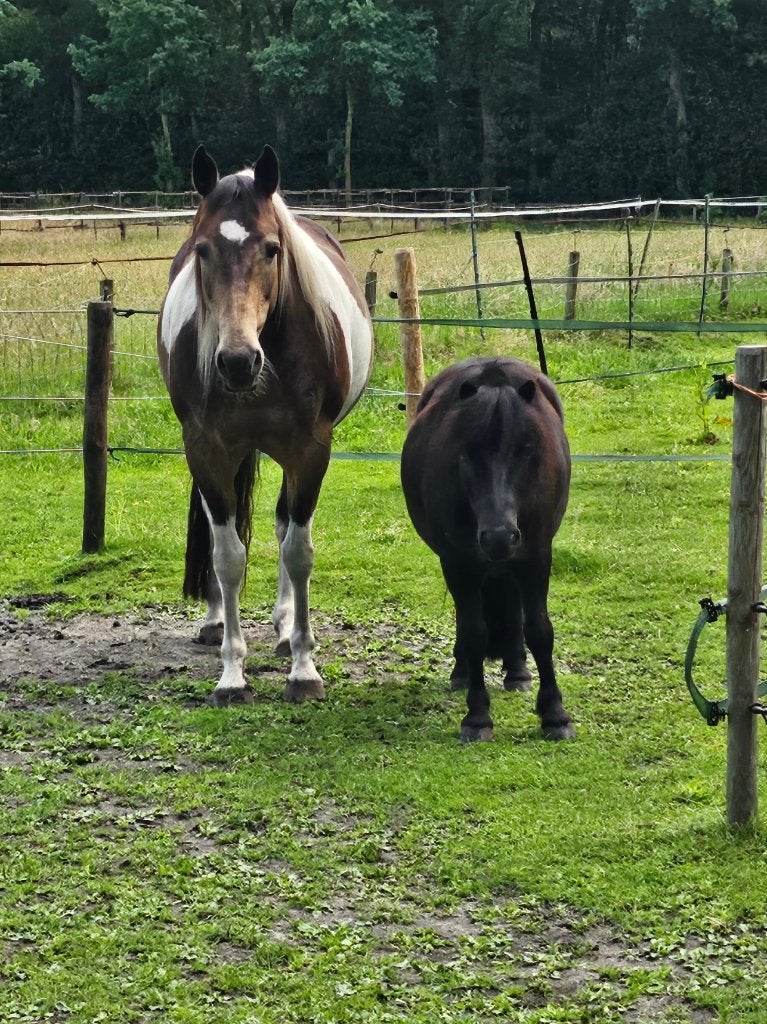 Autonome plek gezocht voor 2 pony's. Rust en onafhankelijk., Weidegang, 2 of 3 paarden of pony's