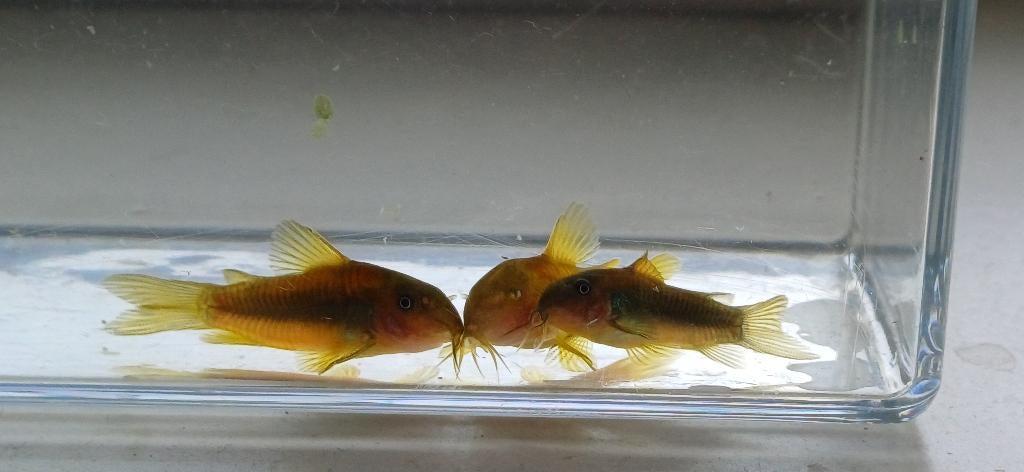 Gold line corydoras, Dieren en Toebehoren, Vis, Zoetwatervis