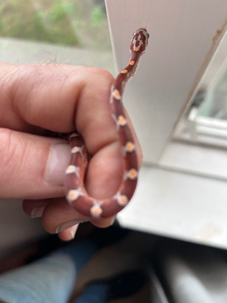 Rattenslangen zomer 2026 Rat Snake photo 5