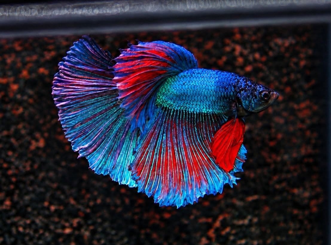 aquariumvereniging Betta splenders Almelo, Dieren en Toebehoren, Ophalen, Nieuw, Overige typen, Overige merken