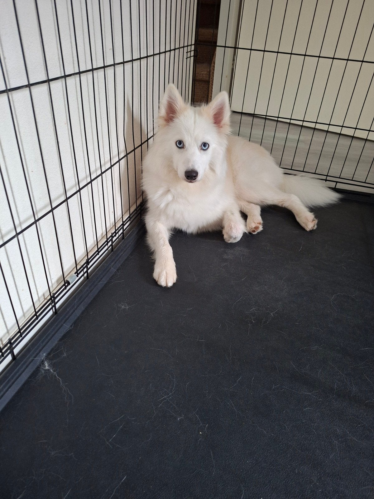 Pomsky keer husky te koop, Dieren en Toebehoren, Honden | Beagles, Bassets en Lopende honden, Overige rassen, 1 tot 2 jaar, Teef