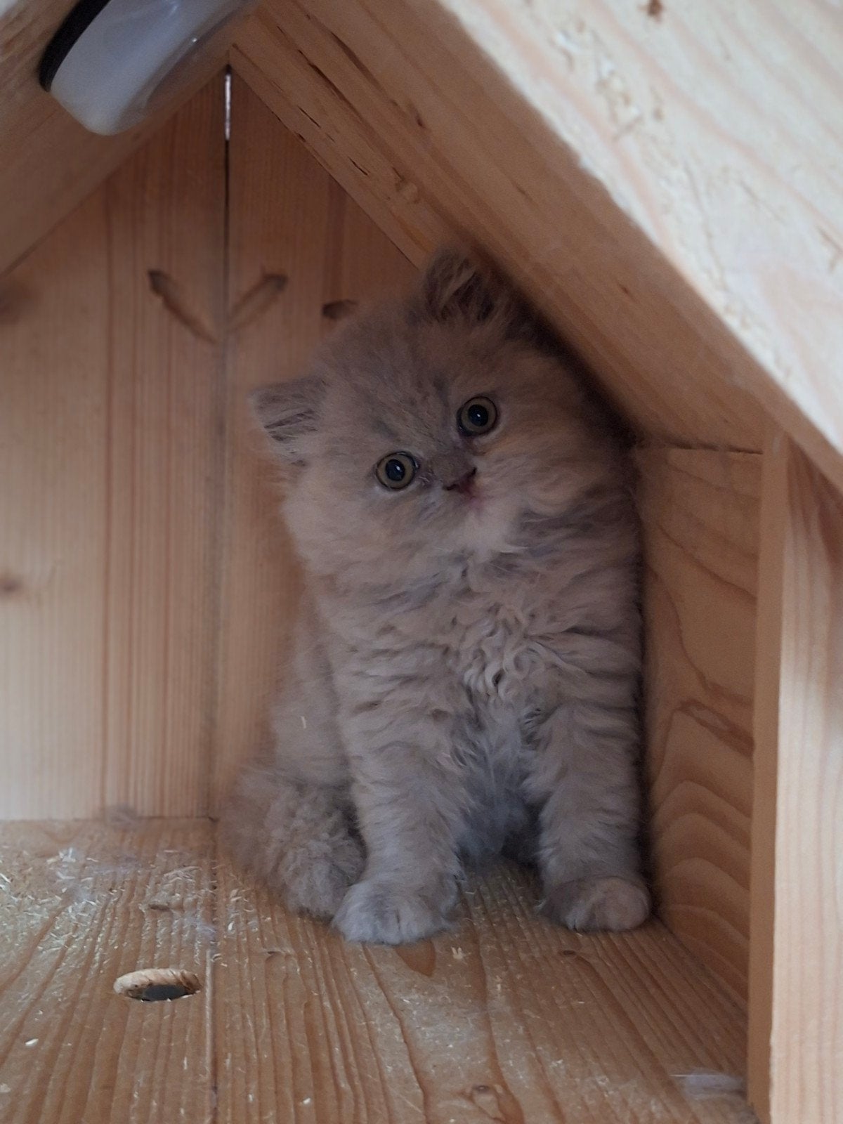 Brits langhaar poesje met stamboom, Poes, Met stamboom, 0 tot 2 jaar