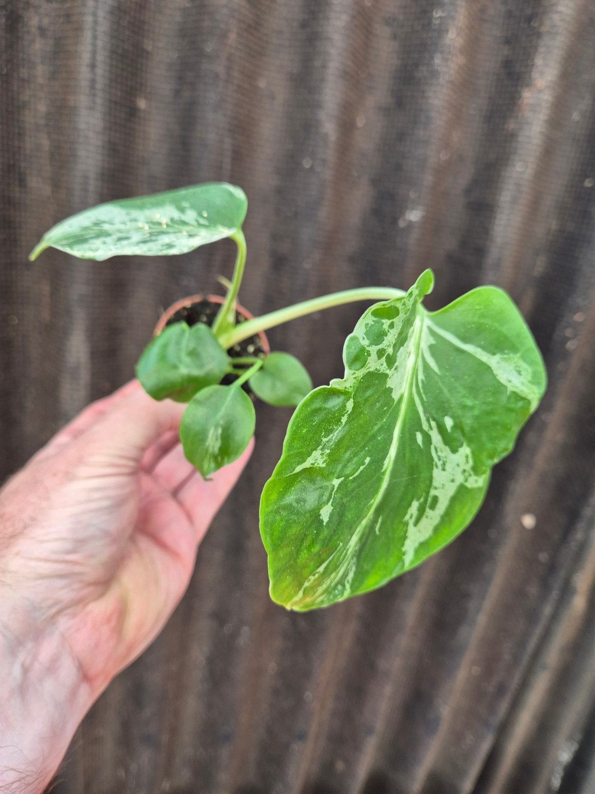 Monstera D Bulbasaur p6 (4), Huis en Inrichting, Ophalen of Verzenden, Halfschaduw, Minder dan 100 cm