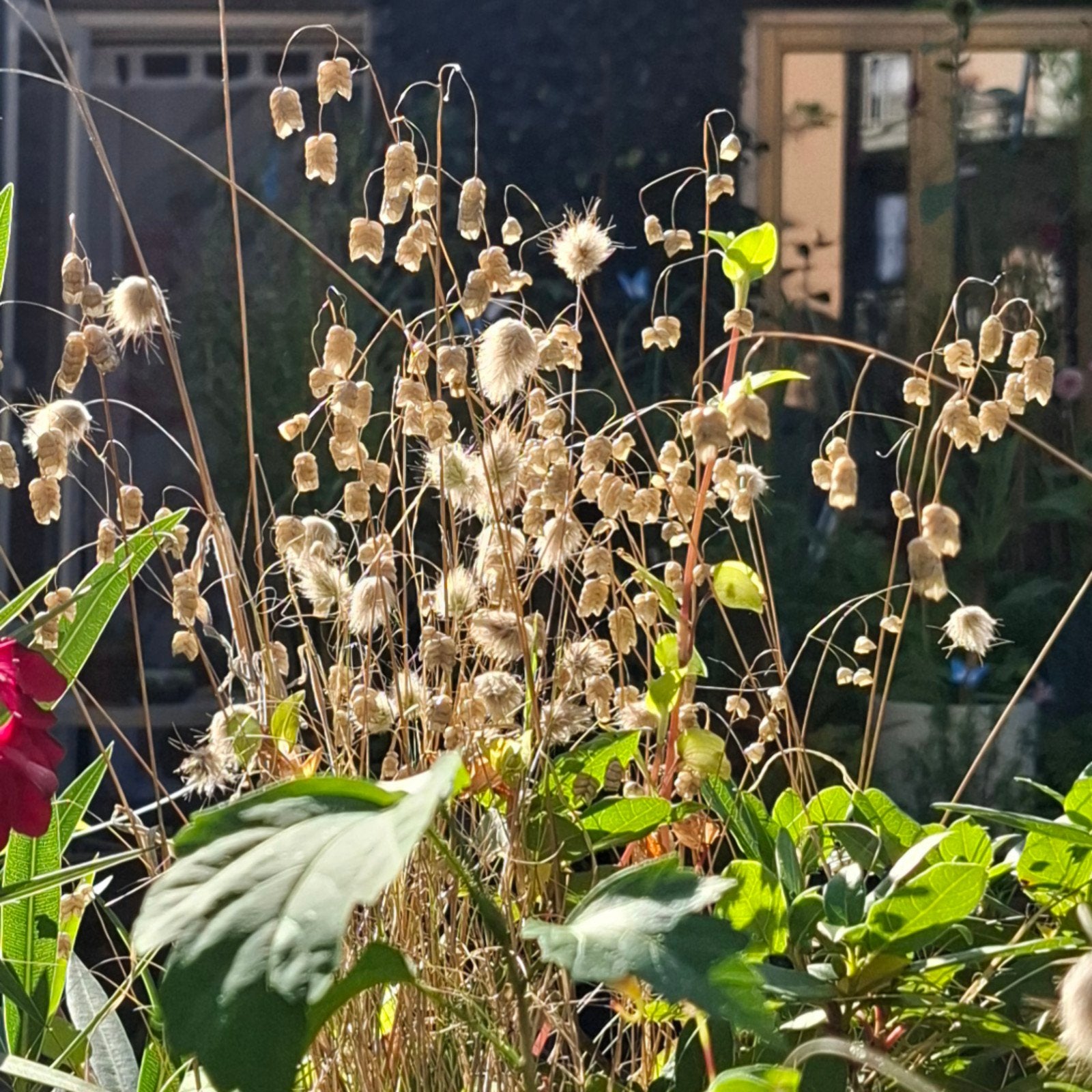 Trilgras Groot (Briza Maxima) zaden, Tuin en Terras, Verzenden, Volle zon