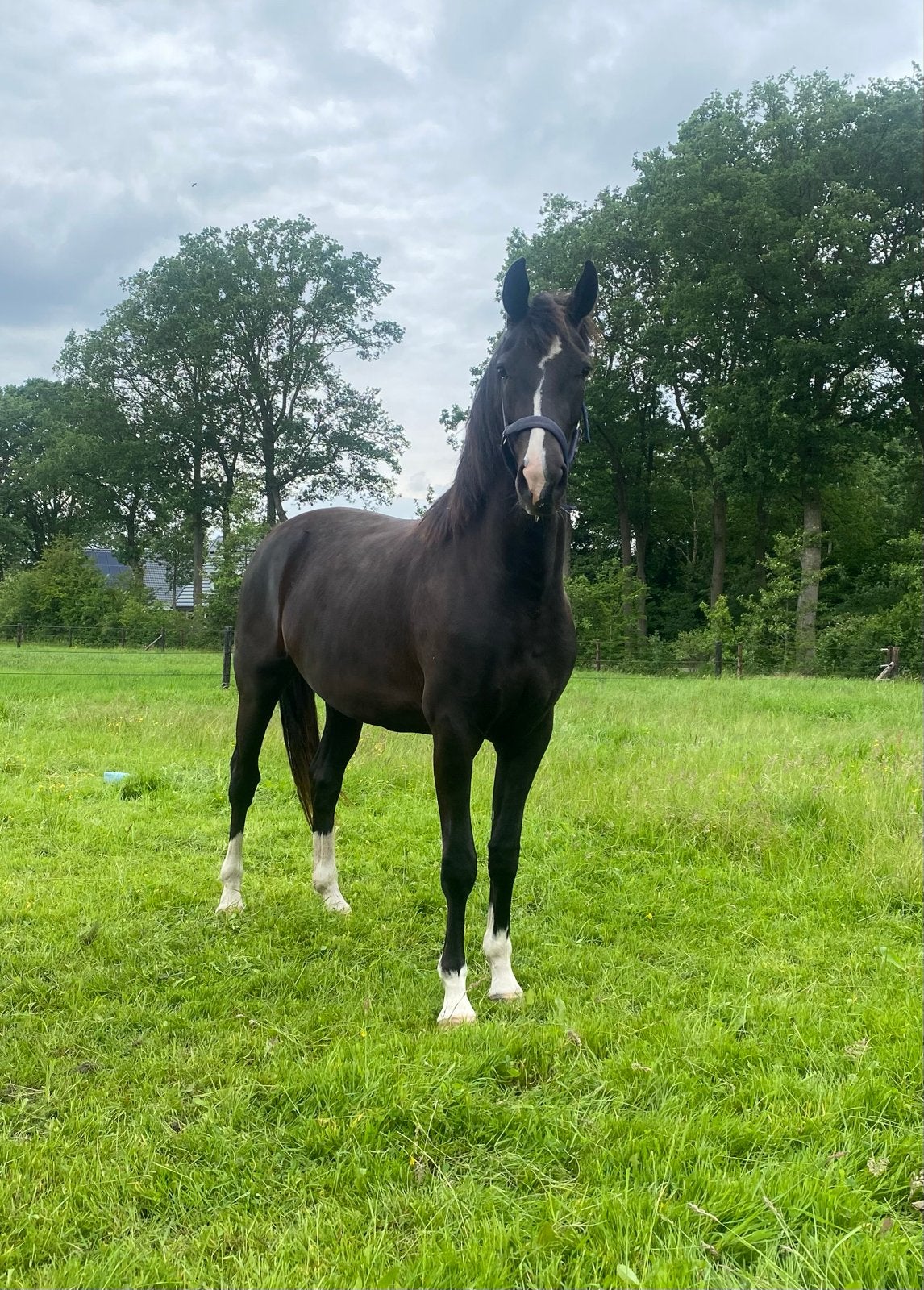 Gave 3 jarige merrie Next Romancier x Manno, Merrie, Met stamboom, 3 tot 6 jaar, Tuigpaard