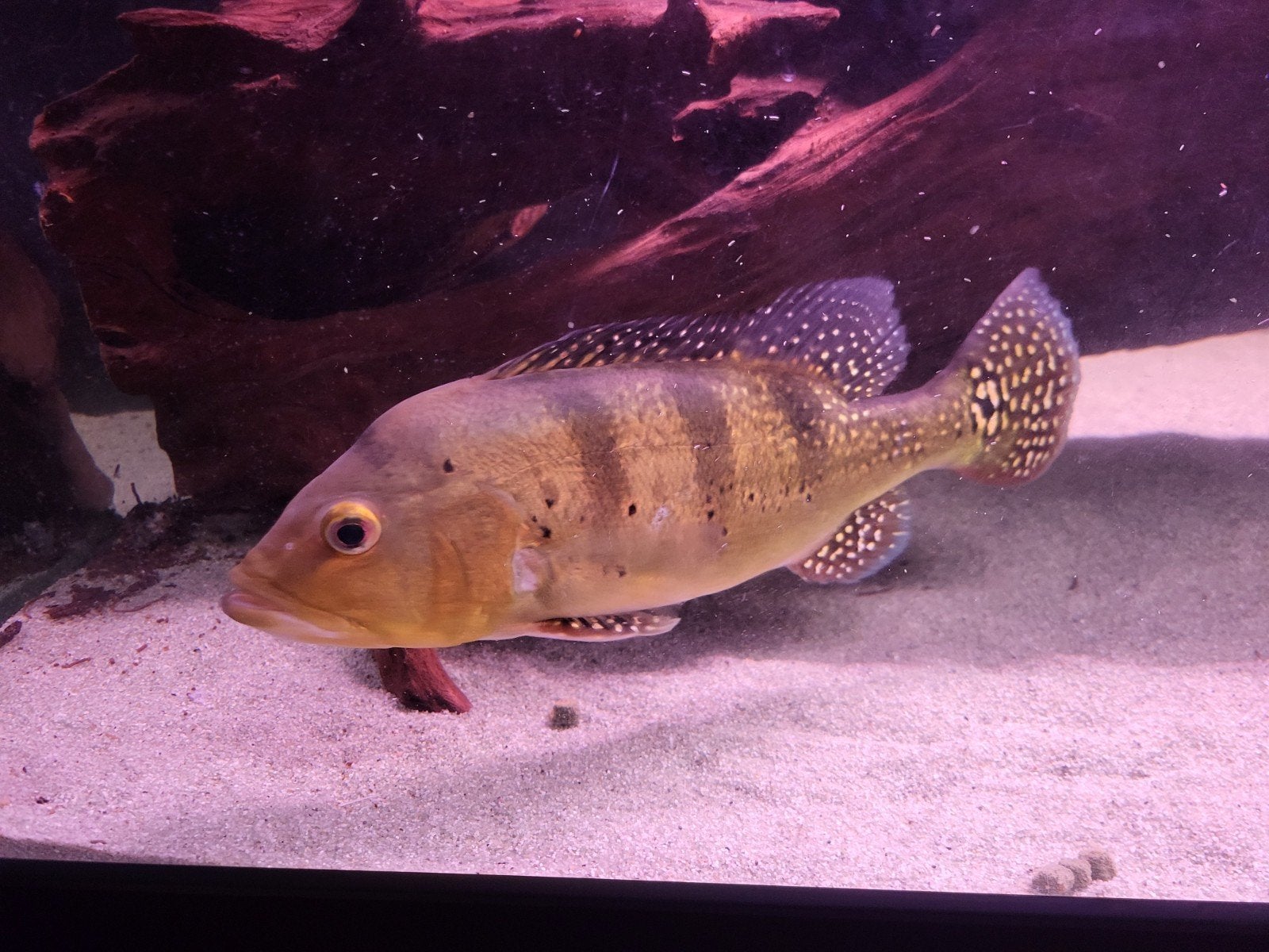 Cichla kelbri spider 30cm+, Vis