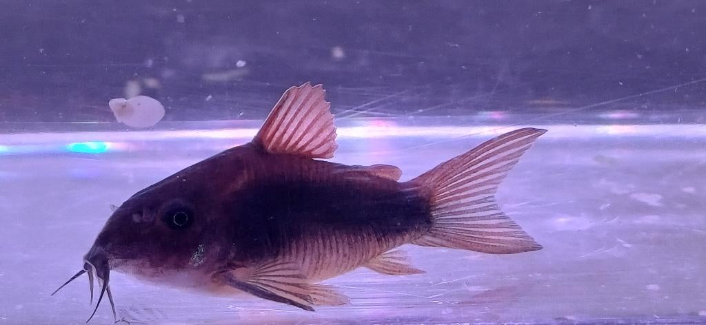 Black venzuela corydoras, Vis, Zoetwatervis