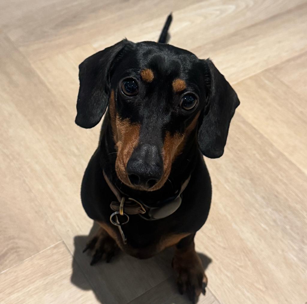 Oppas gezocht voor George ( dwergteckel ), Dieren en Toebehoren, Overige Dieren, Mannelijk, Juni