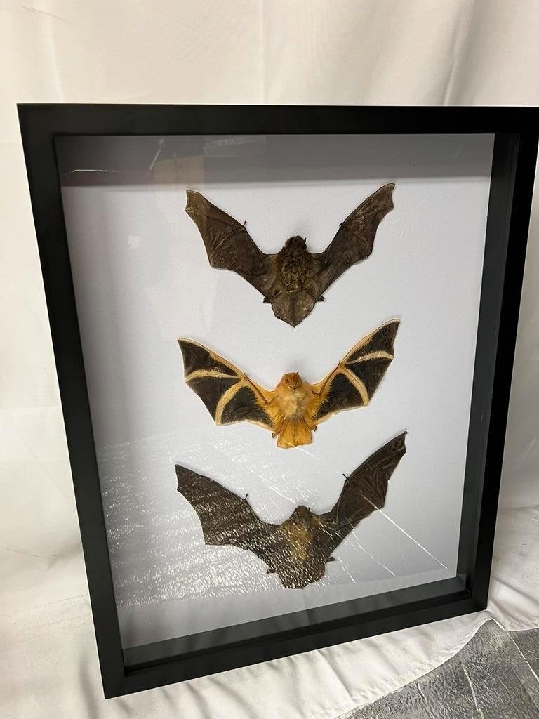 3 vleermuizen in luxe lijst 50 x 40 x 5,5 cm, Ophalen of Verzenden, Nieuw, Insect, Opgezet dier