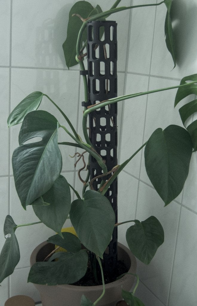 Modulaire mospaal – 72 cm | zwart, Ophalen of Verzenden, Overige soorten, Halfschaduw, Minder dan 100 cm