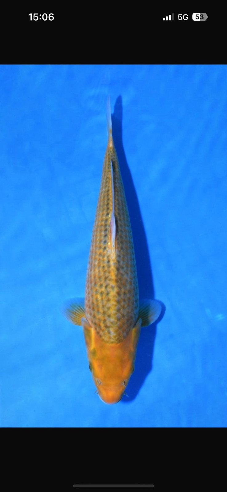 Golden Corn Taniguchi, Karper of Koi