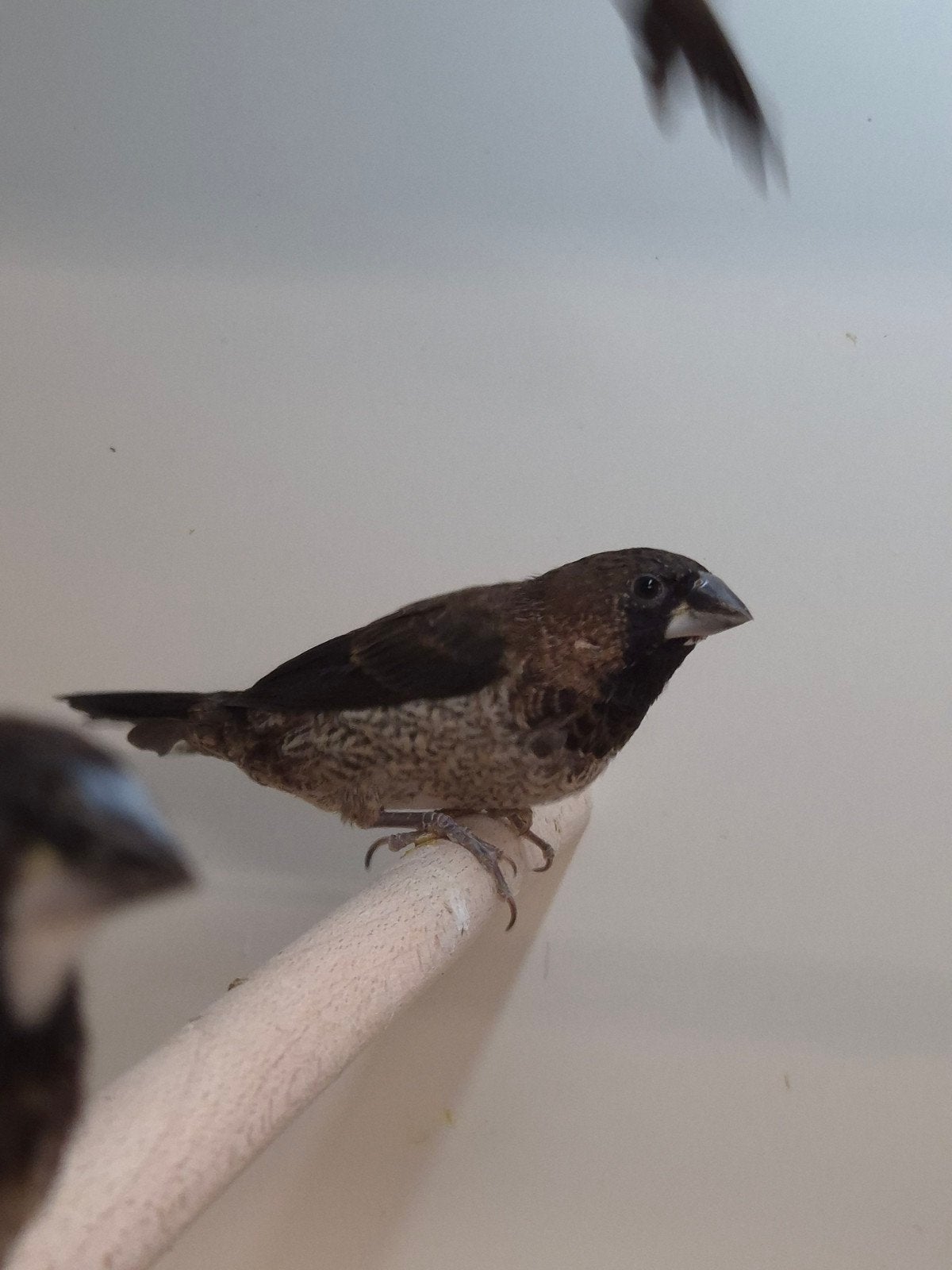 Ruime keuze Japanse meeuwen, Meerdere dieren, Tropenvogel
