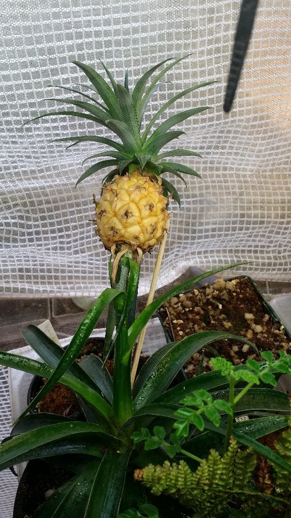 Ananas comosus ‘Corona’ Mini ananas eetbaar fruit Bromelia, Ophalen of Verzenden, Overige soorten, Halfschaduw, Minder dan 100 cm