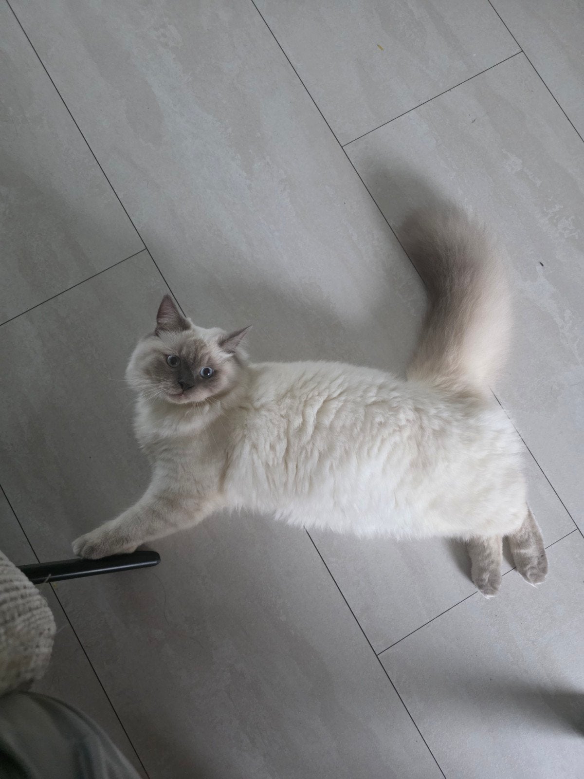 lieve knuffel ragdoll pooky, Dieren en Toebehoren, Poes