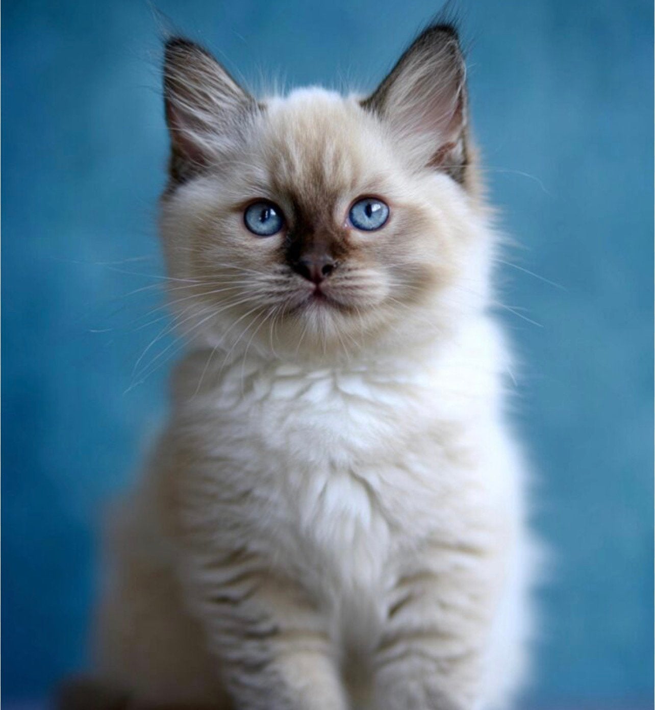 Ragdoll kittens met stamboom unieke kleuren, Meerdere dieren, Gechipt