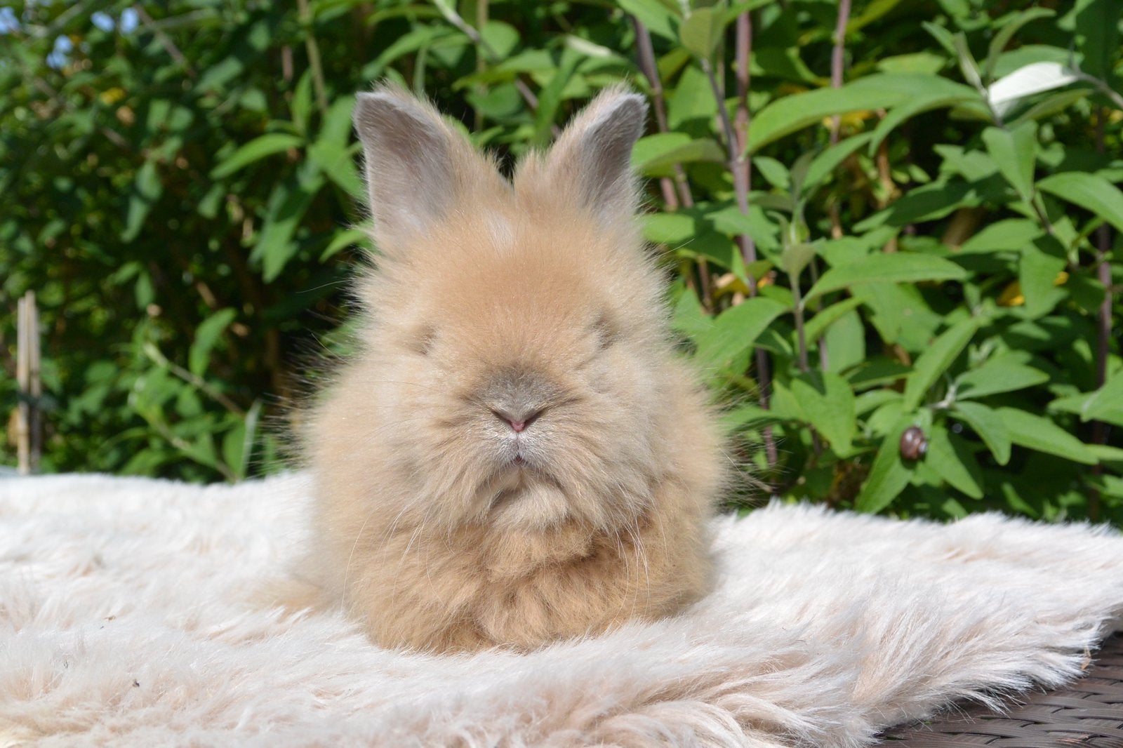 Prachtig raszuiver engels angora voedstertje, Vrouwelijk, Middelgroot, 0 tot 2 jaar