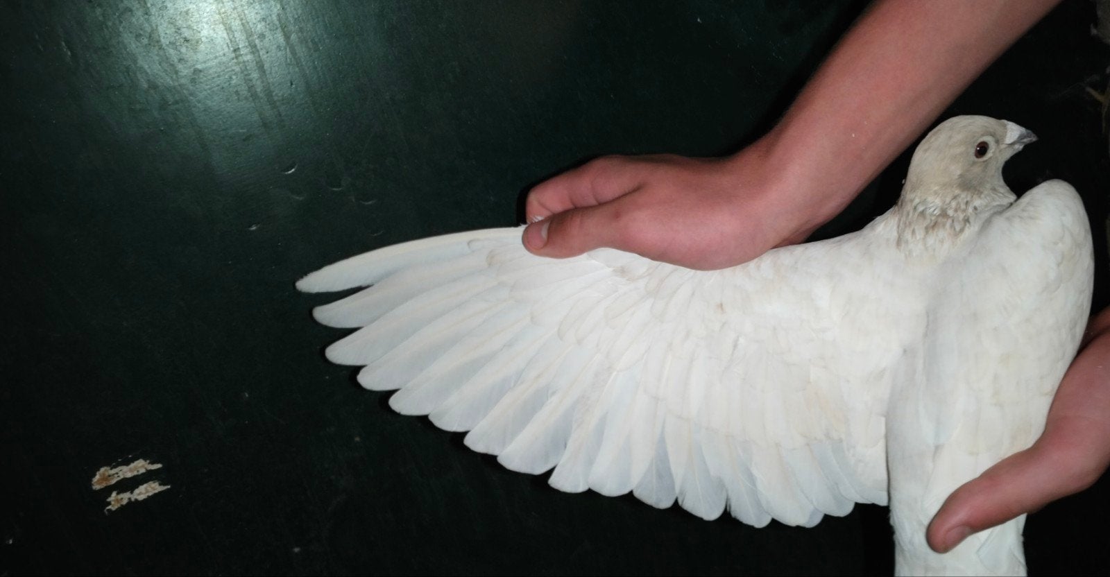 te koop kleurpostduif duivin., Dieren en Toebehoren, Vrouwelijk, Postduif