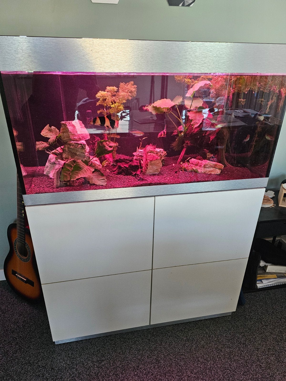 Oase highline 200 liter, Dieren en Toebehoren, Ophalen, Zo goed als nieuw, Gevuld zoetwateraquarium