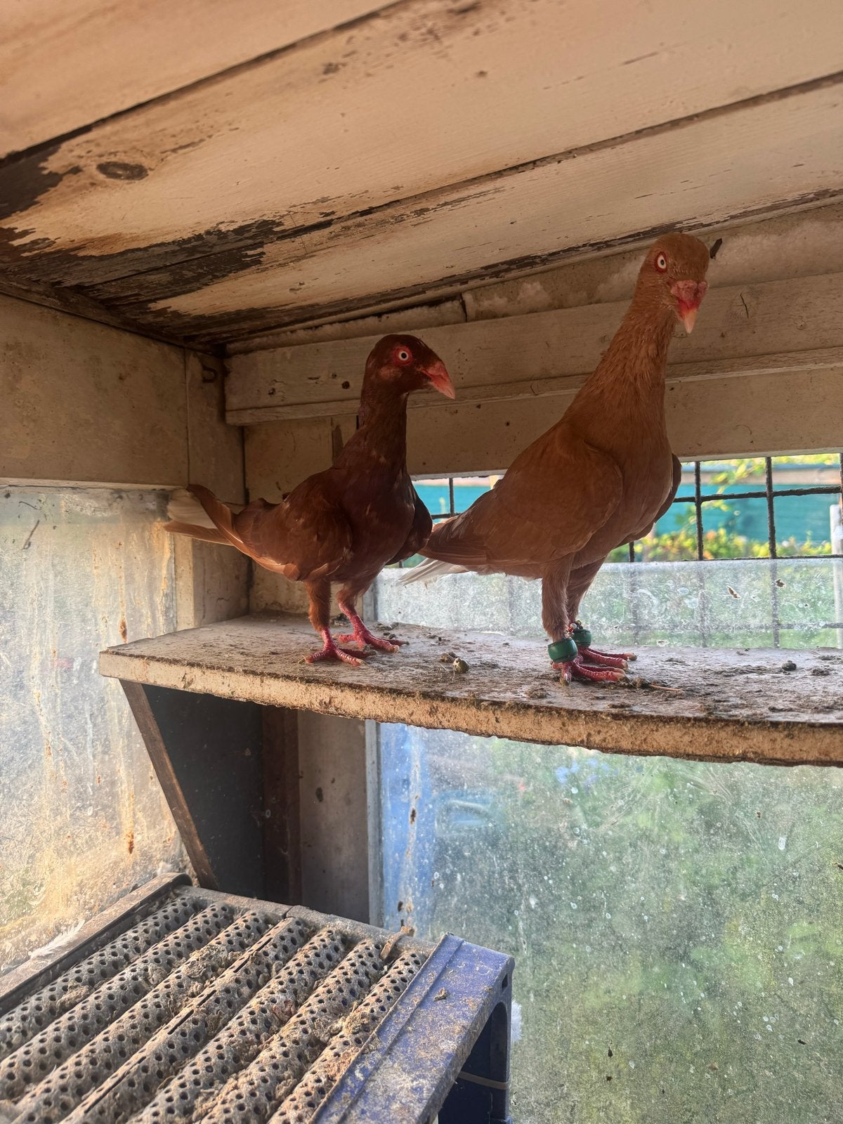 Te koop, Dieren en Toebehoren, Vogels | Duiven, Mannelijk, Postduif