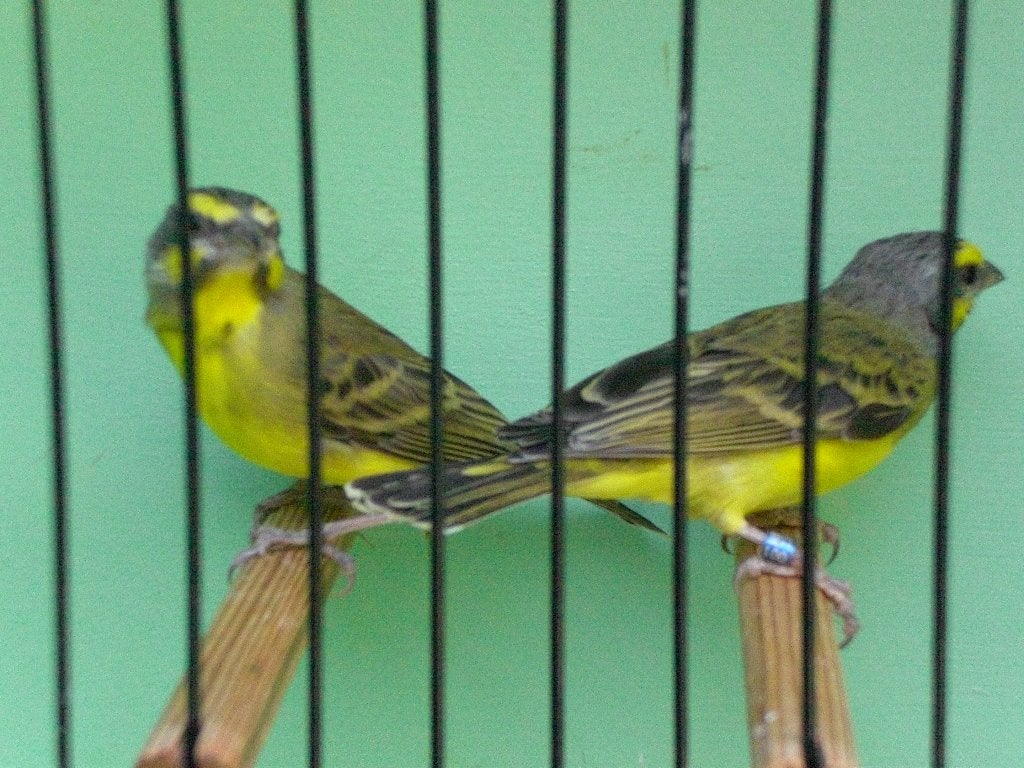 mozambieqsijzen, Dieren en Toebehoren, Meerdere dieren, Tropenvogel, Geringd