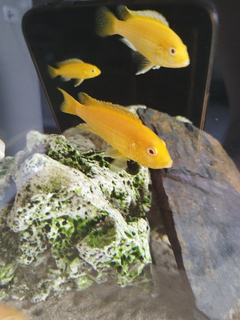 2 volwassen Yellow Lab / Gele Prinses Malawi cichliden, Vis