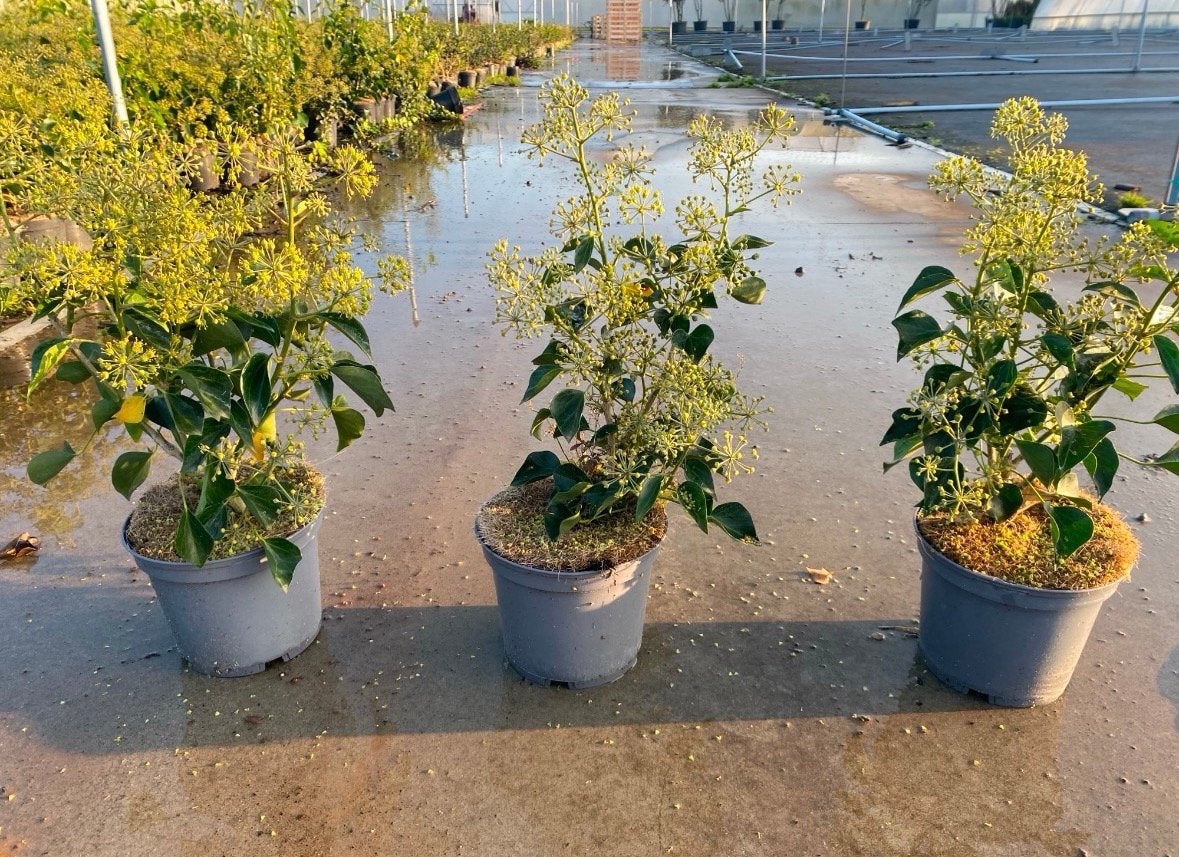 Struikklimop Hedera helix ‘Arborescens’, Ophalen of Verzenden, Overige soorten, Halfschaduw