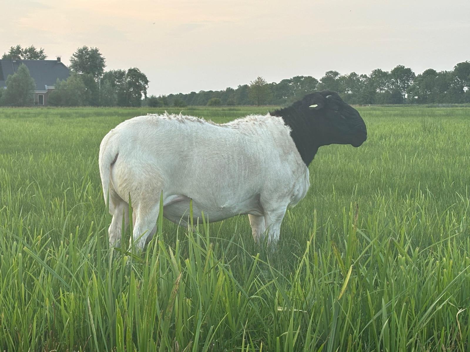 Dorper dekrammen, Dieren en Toebehoren, Mannelijk, Schaap