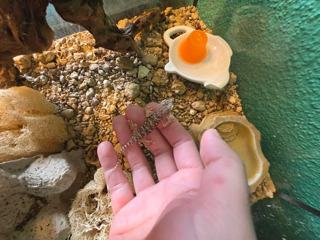 s.petrii zandgekko met terrarium en accessories, Slang, 0 tot 2 jaar