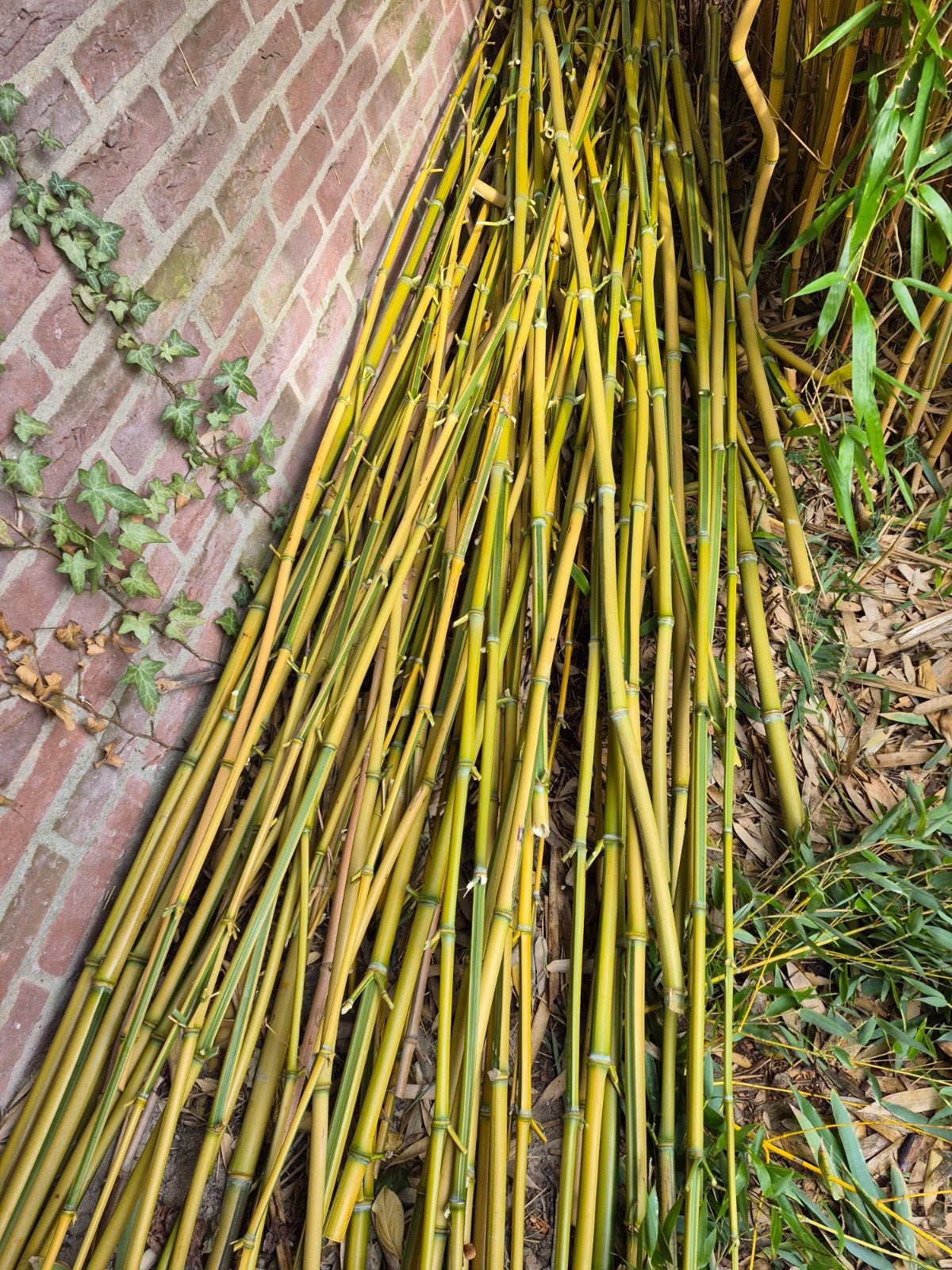 Verse bamboestokken voor tuin en decoratie, Tuin en Terras, Ophalen, Overige soorten