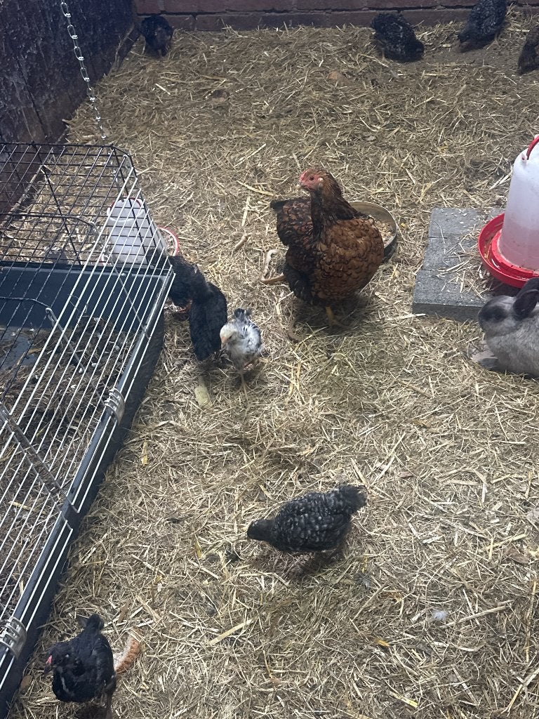 jonge hennen, Dieren en Toebehoren, Meerdere dieren, Kip