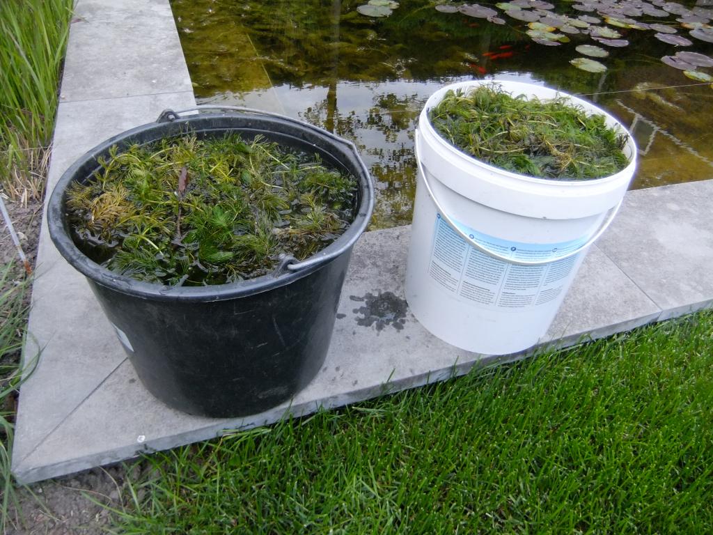 Vijverplanten, Tuin en Terras, Vijvers, Ophalen, Gebruikt