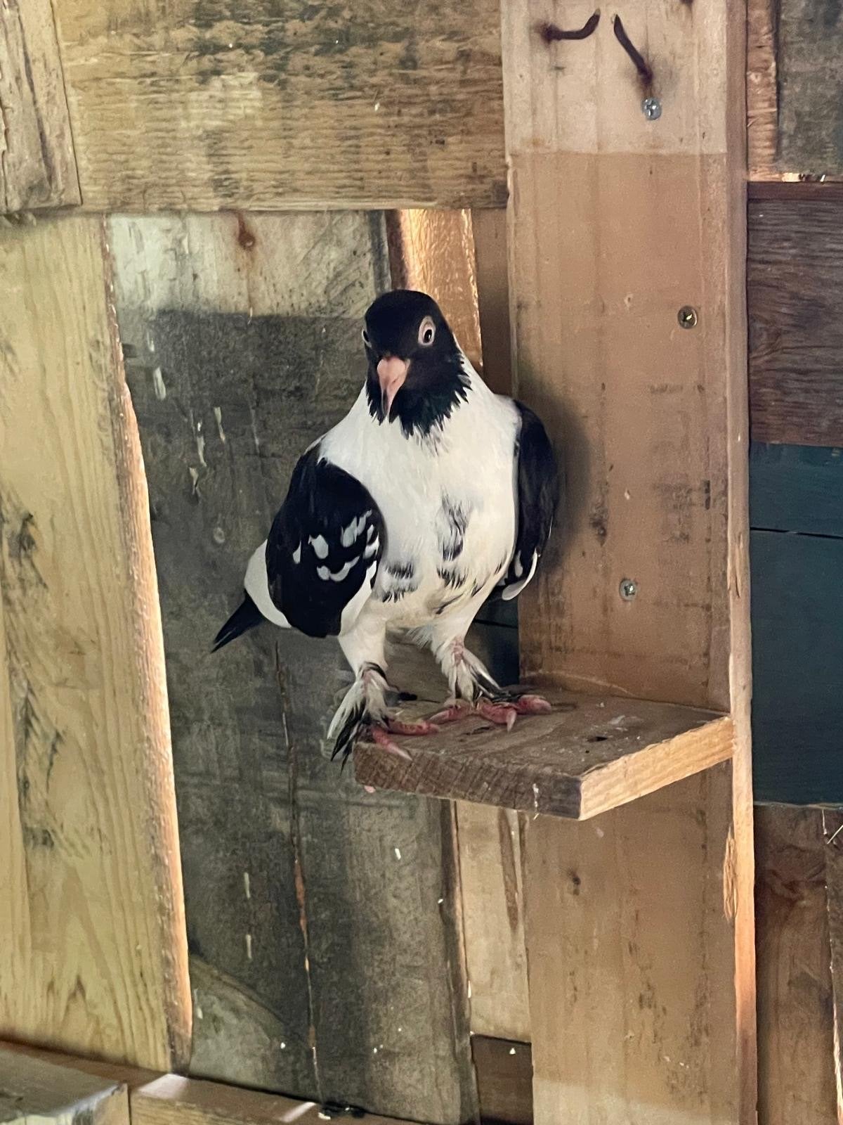 Saya izmir guvercini, Meerdere dieren
